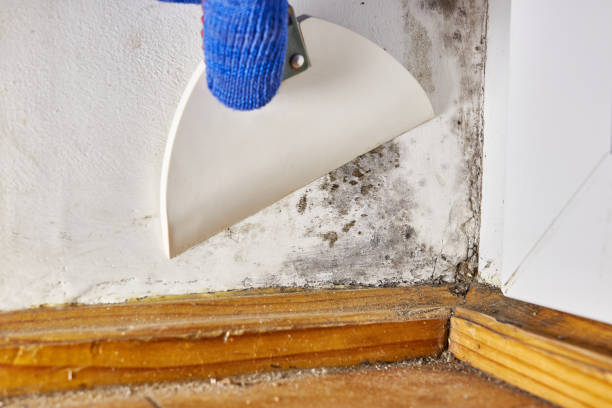 Best Mold Prevention Services  in Cut Off, LA